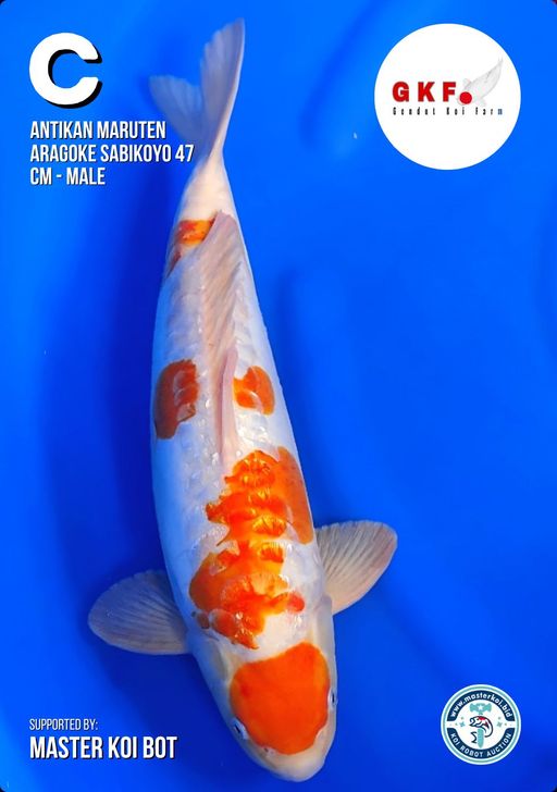 Lelang Koi Online, Jual Beli Ikan Koi, Pusat Jual Beli Koi, Info Lelang Koi Hari Ini, Platform Jual Beli Koi, Jual Beli Ikan Koi Online, Marketplace Ikan Koi, Jual Koi Terbaik, Tempat Beli Koi Berkualitas, Pasar Ikan Koi Online Terpercaya, Penjual Ikan Koi Terpercaya, Beli Koi Hias Online, Ikan Koi untuk Dijual, Koi Kualitas Terbaik, Toko Online Ikan Koi, Koi Hias Untuk Dijual, Jual Beli Ikan Koi Lokal, Koi Indonesia Online, Pusat Jual Beli Koi Terbesar