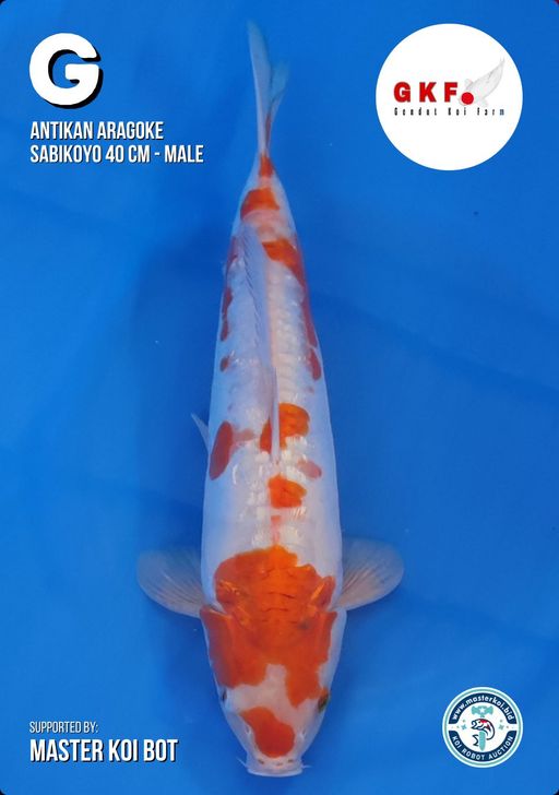 Lelang Koi Online, Jual Beli Ikan Koi, Pusat Jual Beli Koi, Info Lelang Koi Hari Ini, Platform Jual Beli Koi, Jual Beli Ikan Koi Online, Marketplace Ikan Koi, Jual Koi Terbaik, Tempat Beli Koi Berkualitas, Pasar Ikan Koi Online Terpercaya, Penjual Ikan Koi Terpercaya, Beli Koi Hias Online, Ikan Koi untuk Dijual, Koi Kualitas Terbaik, Toko Online Ikan Koi, Koi Hias Untuk Dijual, Jual Beli Ikan Koi Lokal, Koi Indonesia Online, Pusat Jual Beli Koi Terbesar