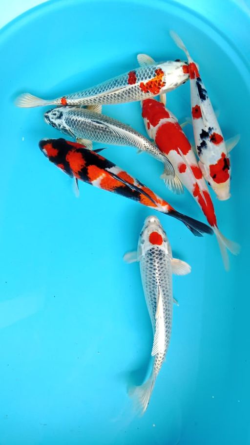 Lelang Koi Online, Jual Beli Ikan Koi, Pusat Jual Beli Koi, Info Lelang Koi Hari Ini, Platform Jual Beli Koi, Jual Beli Ikan Koi Online, Marketplace Ikan Koi, Jual Koi Terbaik, Tempat Beli Koi Berkualitas, Pasar Ikan Koi Online Terpercaya, Penjual Ikan Koi Terpercaya, Beli Koi Hias Online, Ikan Koi untuk Dijual, Koi Kualitas Terbaik, Toko Online Ikan Koi, Koi Hias Untuk Dijual, Jual Beli Ikan Koi Lokal, Koi Indonesia Online, Pusat Jual Beli Koi Terbesar