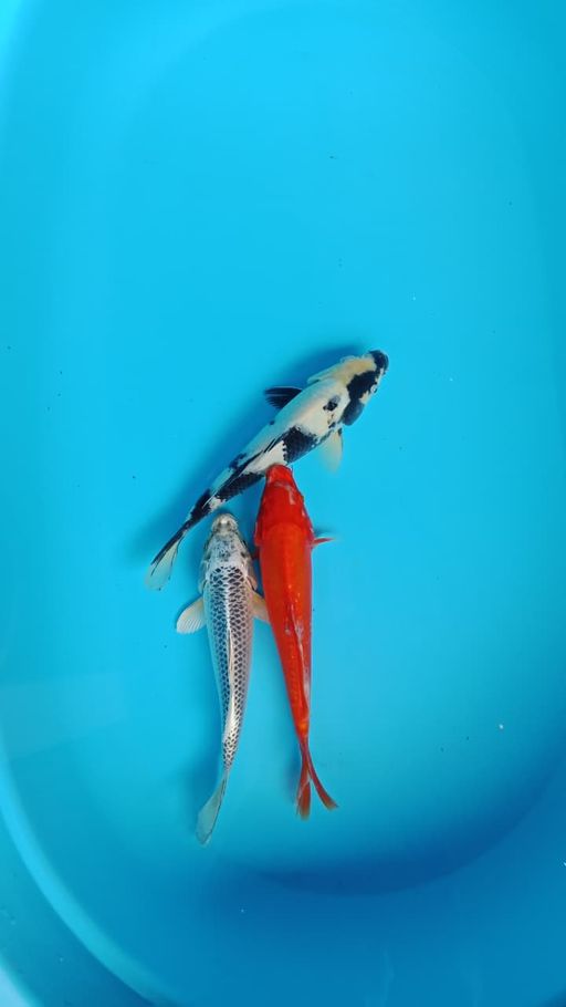 Lelang Koi Online, Jual Beli Ikan Koi, Pusat Jual Beli Koi, Info Lelang Koi Hari Ini, Platform Jual Beli Koi, Jual Beli Ikan Koi Online, Marketplace Ikan Koi, Jual Koi Terbaik, Tempat Beli Koi Berkualitas, Pasar Ikan Koi Online Terpercaya, Penjual Ikan Koi Terpercaya, Beli Koi Hias Online, Ikan Koi untuk Dijual, Koi Kualitas Terbaik, Toko Online Ikan Koi, Koi Hias Untuk Dijual, Jual Beli Ikan Koi Lokal, Koi Indonesia Online, Pusat Jual Beli Koi Terbesar