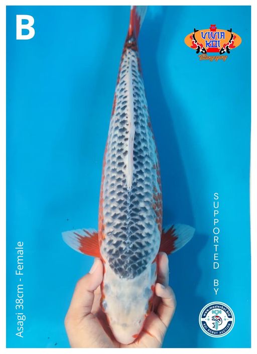 Lelang Koi Online, Jual Beli Ikan Koi, Pusat Jual Beli Koi, Info Lelang Koi Hari Ini, Platform Jual Beli Koi, Jual Beli Ikan Koi Online, Marketplace Ikan Koi, Jual Koi Terbaik, Tempat Beli Koi Berkualitas, Pasar Ikan Koi Online Terpercaya, Penjual Ikan Koi Terpercaya, Beli Koi Hias Online, Ikan Koi untuk Dijual, Koi Kualitas Terbaik, Toko Online Ikan Koi, Koi Hias Untuk Dijual, Jual Beli Ikan Koi Lokal, Koi Indonesia Online, Pusat Jual Beli Koi Terbesar