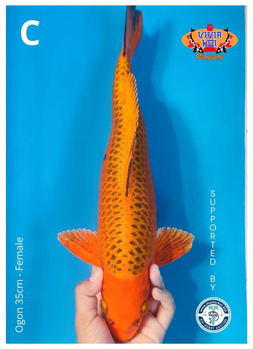 Lelang Koi Online, Jual Beli Ikan Koi, Pusat Jual Beli Koi, Info Lelang Koi Hari Ini, Platform Jual Beli Koi, Jual Beli Ikan Koi Online, Marketplace Ikan Koi, Jual Koi Terbaik, Tempat Beli Koi Berkualitas, Pasar Ikan Koi Online Terpercaya, Penjual Ikan Koi Terpercaya, Beli Koi Hias Online, Ikan Koi untuk Dijual, Koi Kualitas Terbaik, Toko Online Ikan Koi, Koi Hias Untuk Dijual, Jual Beli Ikan Koi Lokal, Koi Indonesia Online, Pusat Jual Beli Koi Terbesar