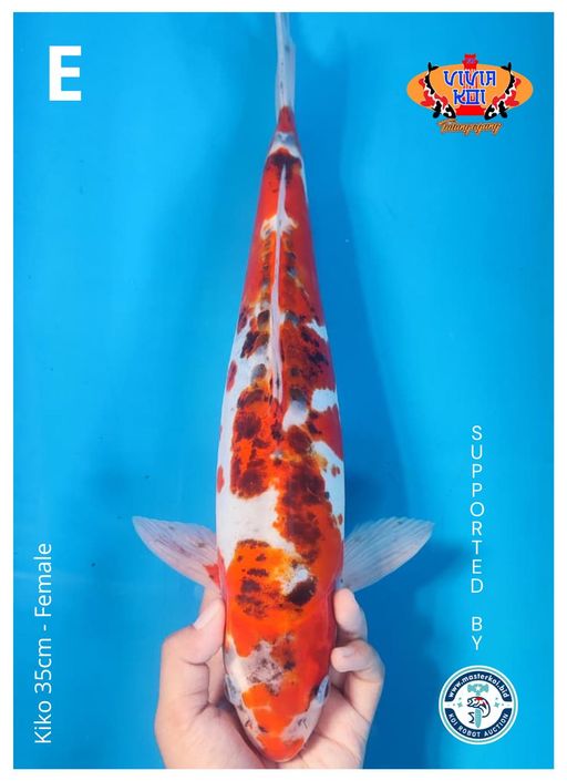 Lelang Koi Online, Jual Beli Ikan Koi, Pusat Jual Beli Koi, Info Lelang Koi Hari Ini, Platform Jual Beli Koi, Jual Beli Ikan Koi Online, Marketplace Ikan Koi, Jual Koi Terbaik, Tempat Beli Koi Berkualitas, Pasar Ikan Koi Online Terpercaya, Penjual Ikan Koi Terpercaya, Beli Koi Hias Online, Ikan Koi untuk Dijual, Koi Kualitas Terbaik, Toko Online Ikan Koi, Koi Hias Untuk Dijual, Jual Beli Ikan Koi Lokal, Koi Indonesia Online, Pusat Jual Beli Koi Terbesar