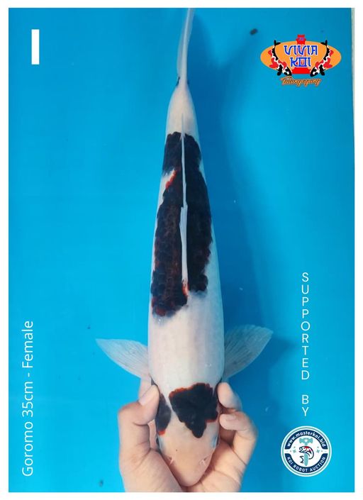 Lelang Koi Online, Jual Beli Ikan Koi, Pusat Jual Beli Koi, Info Lelang Koi Hari Ini, Platform Jual Beli Koi, Jual Beli Ikan Koi Online, Marketplace Ikan Koi, Jual Koi Terbaik, Tempat Beli Koi Berkualitas, Pasar Ikan Koi Online Terpercaya, Penjual Ikan Koi Terpercaya, Beli Koi Hias Online, Ikan Koi untuk Dijual, Koi Kualitas Terbaik, Toko Online Ikan Koi, Koi Hias Untuk Dijual, Jual Beli Ikan Koi Lokal, Koi Indonesia Online, Pusat Jual Beli Koi Terbesar