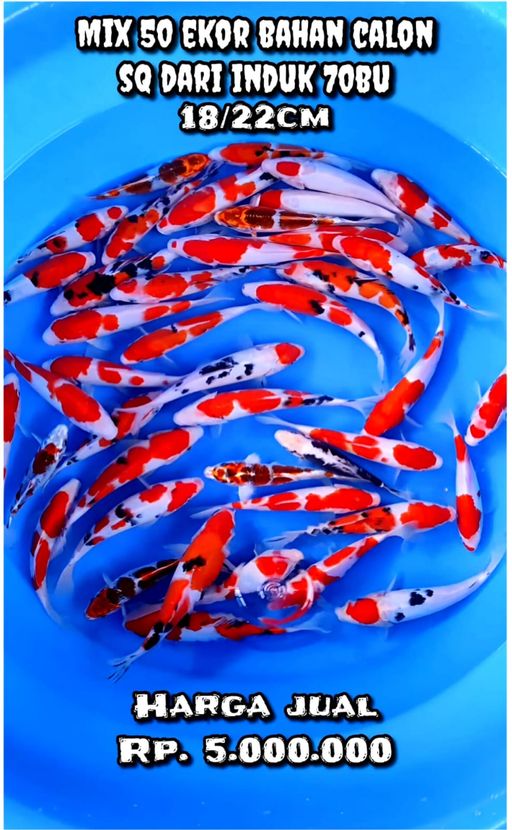Lelang Koi Online, Jual Beli Ikan Koi, Pusat Jual Beli Koi, Info Lelang Koi Hari Ini, Platform Jual Beli Koi, Jual Beli Ikan Koi Online, Marketplace Ikan Koi, Jual Koi Terbaik, Tempat Beli Koi Berkualitas, Pasar Ikan Koi Online Terpercaya, Penjual Ikan Koi Terpercaya, Beli Koi Hias Online, Ikan Koi untuk Dijual, Koi Kualitas Terbaik, Toko Online Ikan Koi, Koi Hias Untuk Dijual, Jual Beli Ikan Koi Lokal, Koi Indonesia Online, Pusat Jual Beli Koi Terbesar