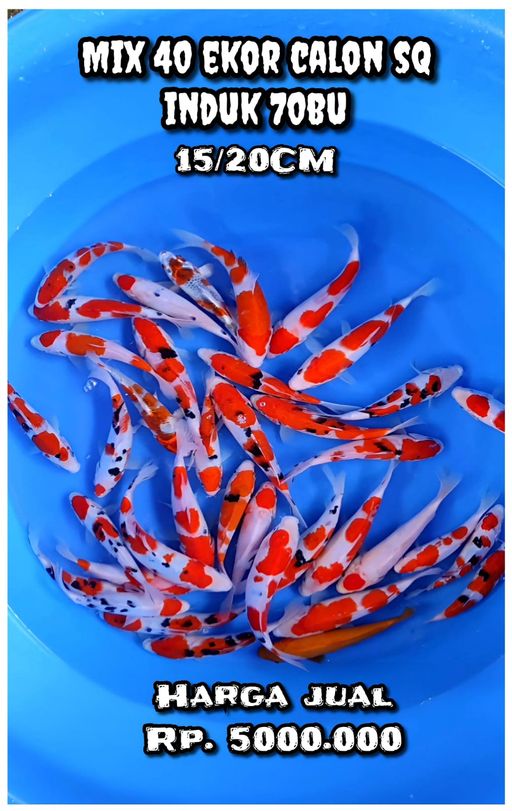 Lelang Koi Online, Jual Beli Ikan Koi, Pusat Jual Beli Koi, Info Lelang Koi Hari Ini, Platform Jual Beli Koi, Jual Beli Ikan Koi Online, Marketplace Ikan Koi, Jual Koi Terbaik, Tempat Beli Koi Berkualitas, Pasar Ikan Koi Online Terpercaya, Penjual Ikan Koi Terpercaya, Beli Koi Hias Online, Ikan Koi untuk Dijual, Koi Kualitas Terbaik, Toko Online Ikan Koi, Koi Hias Untuk Dijual, Jual Beli Ikan Koi Lokal, Koi Indonesia Online, Pusat Jual Beli Koi Terbesar