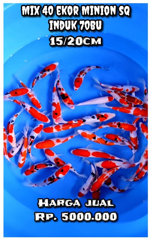 Lelang Koi Online, Jual Beli Ikan Koi, Pusat Jual Beli Koi, Info Lelang Koi Hari Ini, Platform Jual Beli Koi, Jual Beli Ikan Koi Online, Marketplace Ikan Koi, Jual Koi Terbaik, Tempat Beli Koi Berkualitas, Pasar Ikan Koi Online Terpercaya, Penjual Ikan Koi Terpercaya, Beli Koi Hias Online, Ikan Koi untuk Dijual, Koi Kualitas Terbaik, Toko Online Ikan Koi, Koi Hias Untuk Dijual, Jual Beli Ikan Koi Lokal, Koi Indonesia Online, Pusat Jual Beli Koi Terbesar