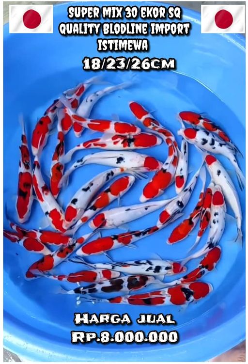 Lelang Koi Online, Jual Beli Ikan Koi, Pusat Jual Beli Koi, Info Lelang Koi Hari Ini, Platform Jual Beli Koi, Jual Beli Ikan Koi Online, Marketplace Ikan Koi, Jual Koi Terbaik, Tempat Beli Koi Berkualitas, Pasar Ikan Koi Online Terpercaya, Penjual Ikan Koi Terpercaya, Beli Koi Hias Online, Ikan Koi untuk Dijual, Koi Kualitas Terbaik, Toko Online Ikan Koi, Koi Hias Untuk Dijual, Jual Beli Ikan Koi Lokal, Koi Indonesia Online, Pusat Jual Beli Koi Terbesar