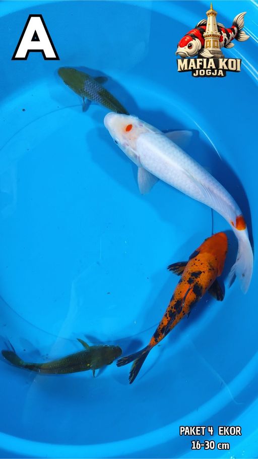 Lelang Koi Online, Jual Beli Ikan Koi, Pusat Jual Beli Koi, Info Lelang Koi Hari Ini, Platform Jual Beli Koi, Jual Beli Ikan Koi Online, Marketplace Ikan Koi, Jual Koi Terbaik, Tempat Beli Koi Berkualitas, Pasar Ikan Koi Online Terpercaya, Penjual Ikan Koi Terpercaya, Beli Koi Hias Online, Ikan Koi untuk Dijual, Koi Kualitas Terbaik, Toko Online Ikan Koi, Koi Hias Untuk Dijual, Jual Beli Ikan Koi Lokal, Koi Indonesia Online, Pusat Jual Beli Koi Terbesar