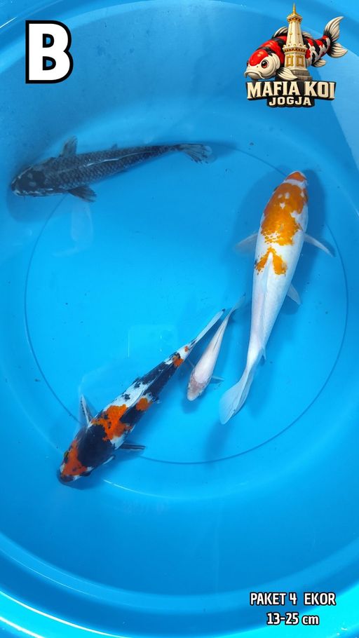 Lelang Koi Online, Jual Beli Ikan Koi, Pusat Jual Beli Koi, Info Lelang Koi Hari Ini, Platform Jual Beli Koi, Jual Beli Ikan Koi Online, Marketplace Ikan Koi, Jual Koi Terbaik, Tempat Beli Koi Berkualitas, Pasar Ikan Koi Online Terpercaya, Penjual Ikan Koi Terpercaya, Beli Koi Hias Online, Ikan Koi untuk Dijual, Koi Kualitas Terbaik, Toko Online Ikan Koi, Koi Hias Untuk Dijual, Jual Beli Ikan Koi Lokal, Koi Indonesia Online, Pusat Jual Beli Koi Terbesar