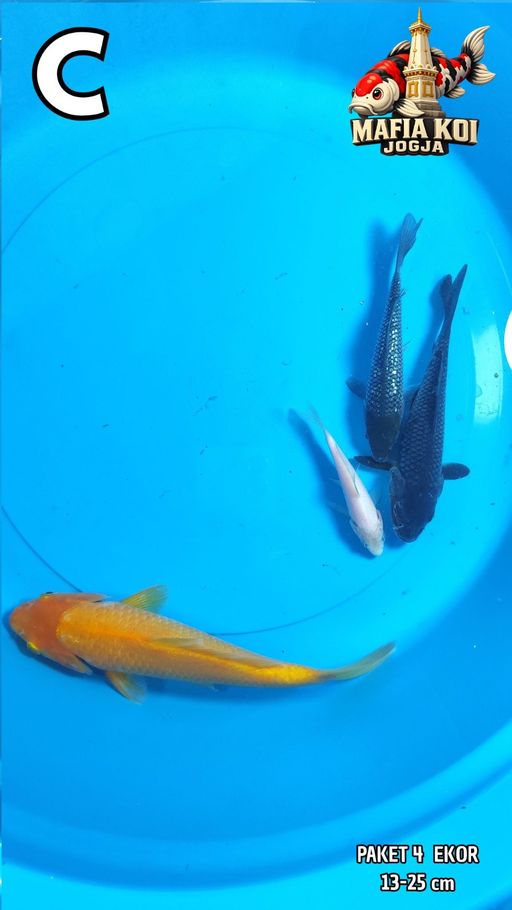 Lelang Koi Online, Jual Beli Ikan Koi, Pusat Jual Beli Koi, Info Lelang Koi Hari Ini, Platform Jual Beli Koi, Jual Beli Ikan Koi Online, Marketplace Ikan Koi, Jual Koi Terbaik, Tempat Beli Koi Berkualitas, Pasar Ikan Koi Online Terpercaya, Penjual Ikan Koi Terpercaya, Beli Koi Hias Online, Ikan Koi untuk Dijual, Koi Kualitas Terbaik, Toko Online Ikan Koi, Koi Hias Untuk Dijual, Jual Beli Ikan Koi Lokal, Koi Indonesia Online, Pusat Jual Beli Koi Terbesar