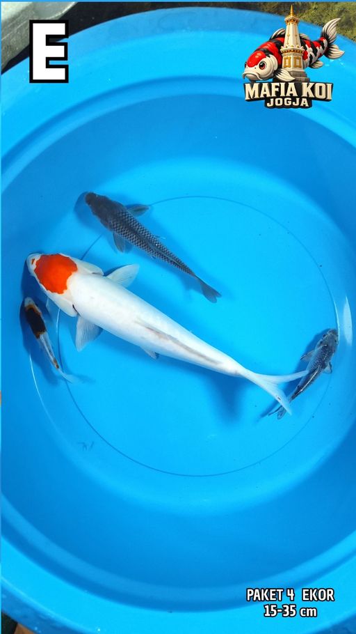 Lelang Koi Online, Jual Beli Ikan Koi, Pusat Jual Beli Koi, Info Lelang Koi Hari Ini, Platform Jual Beli Koi, Jual Beli Ikan Koi Online, Marketplace Ikan Koi, Jual Koi Terbaik, Tempat Beli Koi Berkualitas, Pasar Ikan Koi Online Terpercaya, Penjual Ikan Koi Terpercaya, Beli Koi Hias Online, Ikan Koi untuk Dijual, Koi Kualitas Terbaik, Toko Online Ikan Koi, Koi Hias Untuk Dijual, Jual Beli Ikan Koi Lokal, Koi Indonesia Online, Pusat Jual Beli Koi Terbesar