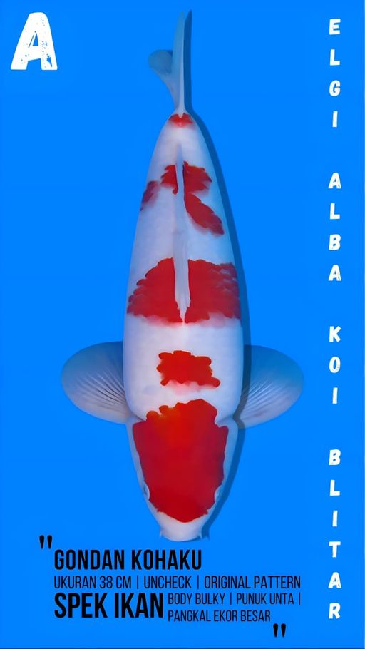 Lelang Koi Online, Jual Beli Ikan Koi, Pusat Jual Beli Koi, Info Lelang Koi Hari Ini, Platform Jual Beli Koi, Jual Beli Ikan Koi Online, Marketplace Ikan Koi, Jual Koi Terbaik, Tempat Beli Koi Berkualitas, Pasar Ikan Koi Online Terpercaya, Penjual Ikan Koi Terpercaya, Beli Koi Hias Online, Ikan Koi untuk Dijual, Koi Kualitas Terbaik, Toko Online Ikan Koi, Koi Hias Untuk Dijual, Jual Beli Ikan Koi Lokal, Koi Indonesia Online, Pusat Jual Beli Koi Terbesar