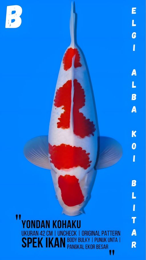 Lelang Koi Online, Jual Beli Ikan Koi, Pusat Jual Beli Koi, Info Lelang Koi Hari Ini, Platform Jual Beli Koi, Jual Beli Ikan Koi Online, Marketplace Ikan Koi, Jual Koi Terbaik, Tempat Beli Koi Berkualitas, Pasar Ikan Koi Online Terpercaya, Penjual Ikan Koi Terpercaya, Beli Koi Hias Online, Ikan Koi untuk Dijual, Koi Kualitas Terbaik, Toko Online Ikan Koi, Koi Hias Untuk Dijual, Jual Beli Ikan Koi Lokal, Koi Indonesia Online, Pusat Jual Beli Koi Terbesar