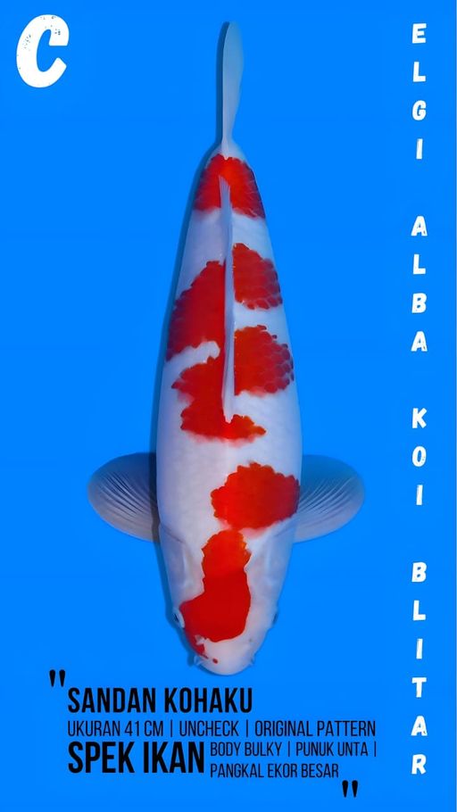 Lelang Koi Online, Jual Beli Ikan Koi, Pusat Jual Beli Koi, Info Lelang Koi Hari Ini, Platform Jual Beli Koi, Jual Beli Ikan Koi Online, Marketplace Ikan Koi, Jual Koi Terbaik, Tempat Beli Koi Berkualitas, Pasar Ikan Koi Online Terpercaya, Penjual Ikan Koi Terpercaya, Beli Koi Hias Online, Ikan Koi untuk Dijual, Koi Kualitas Terbaik, Toko Online Ikan Koi, Koi Hias Untuk Dijual, Jual Beli Ikan Koi Lokal, Koi Indonesia Online, Pusat Jual Beli Koi Terbesar
