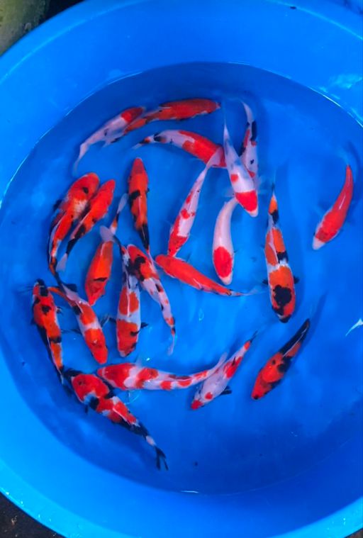 Lelang Koi Online, Jual Beli Ikan Koi, Pusat Jual Beli Koi, Info Lelang Koi Hari Ini, Platform Jual Beli Koi, Jual Beli Ikan Koi Online, Marketplace Ikan Koi, Jual Koi Terbaik, Tempat Beli Koi Berkualitas, Pasar Ikan Koi Online Terpercaya, Penjual Ikan Koi Terpercaya, Beli Koi Hias Online, Ikan Koi untuk Dijual, Koi Kualitas Terbaik, Toko Online Ikan Koi, Koi Hias Untuk Dijual, Jual Beli Ikan Koi Lokal, Koi Indonesia Online, Pusat Jual Beli Koi Terbesar