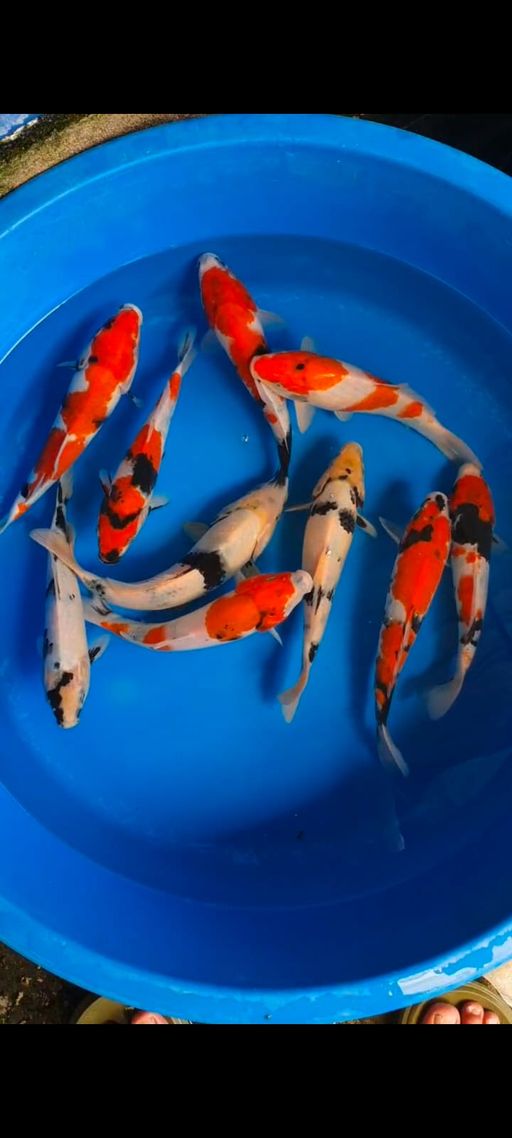 Lelang Koi Online, Jual Beli Ikan Koi, Pusat Jual Beli Koi, Info Lelang Koi Hari Ini, Platform Jual Beli Koi, Jual Beli Ikan Koi Online, Marketplace Ikan Koi, Jual Koi Terbaik, Tempat Beli Koi Berkualitas, Pasar Ikan Koi Online Terpercaya, Penjual Ikan Koi Terpercaya, Beli Koi Hias Online, Ikan Koi untuk Dijual, Koi Kualitas Terbaik, Toko Online Ikan Koi, Koi Hias Untuk Dijual, Jual Beli Ikan Koi Lokal, Koi Indonesia Online, Pusat Jual Beli Koi Terbesar