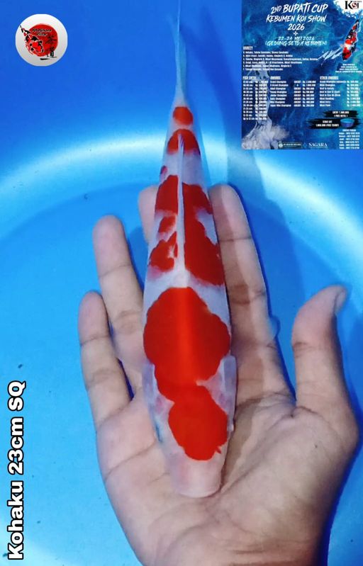 Lelang Koi Online, Jual Beli Ikan Koi, Pusat Jual Beli Koi, Info Lelang Koi Hari Ini, Platform Jual Beli Koi, Jual Beli Ikan Koi Online, Marketplace Ikan Koi, Jual Koi Terbaik, Tempat Beli Koi Berkualitas, Pasar Ikan Koi Online Terpercaya, Penjual Ikan Koi Terpercaya, Beli Koi Hias Online, Ikan Koi untuk Dijual, Koi Kualitas Terbaik, Toko Online Ikan Koi, Koi Hias Untuk Dijual, Jual Beli Ikan Koi Lokal, Koi Indonesia Online, Pusat Jual Beli Koi Terbesar