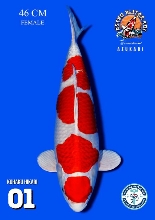 Lelang Koi Online, Jual Beli Ikan Koi, Pusat Jual Beli Koi, Info Lelang Koi Hari Ini, Platform Jual Beli Koi, Jual Beli Ikan Koi Online, Marketplace Ikan Koi, Jual Koi Terbaik, Tempat Beli Koi Berkualitas, Pasar Ikan Koi Online Terpercaya, Penjual Ikan Koi Terpercaya, Beli Koi Hias Online, Ikan Koi untuk Dijual, Koi Kualitas Terbaik, Toko Online Ikan Koi, Koi Hias Untuk Dijual, Jual Beli Ikan Koi Lokal, Koi Indonesia Online, Pusat Jual Beli Koi Terbesar