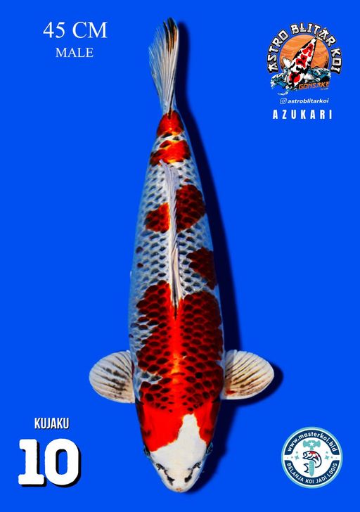 Lelang Koi Online, Jual Beli Ikan Koi, Pusat Jual Beli Koi, Info Lelang Koi Hari Ini, Platform Jual Beli Koi, Jual Beli Ikan Koi Online, Marketplace Ikan Koi, Jual Koi Terbaik, Tempat Beli Koi Berkualitas, Pasar Ikan Koi Online Terpercaya, Penjual Ikan Koi Terpercaya, Beli Koi Hias Online, Ikan Koi untuk Dijual, Koi Kualitas Terbaik, Toko Online Ikan Koi, Koi Hias Untuk Dijual, Jual Beli Ikan Koi Lokal, Koi Indonesia Online, Pusat Jual Beli Koi Terbesar
