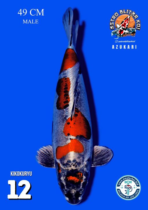 Lelang Koi Online, Jual Beli Ikan Koi, Pusat Jual Beli Koi, Info Lelang Koi Hari Ini, Platform Jual Beli Koi, Jual Beli Ikan Koi Online, Marketplace Ikan Koi, Jual Koi Terbaik, Tempat Beli Koi Berkualitas, Pasar Ikan Koi Online Terpercaya, Penjual Ikan Koi Terpercaya, Beli Koi Hias Online, Ikan Koi untuk Dijual, Koi Kualitas Terbaik, Toko Online Ikan Koi, Koi Hias Untuk Dijual, Jual Beli Ikan Koi Lokal, Koi Indonesia Online, Pusat Jual Beli Koi Terbesar