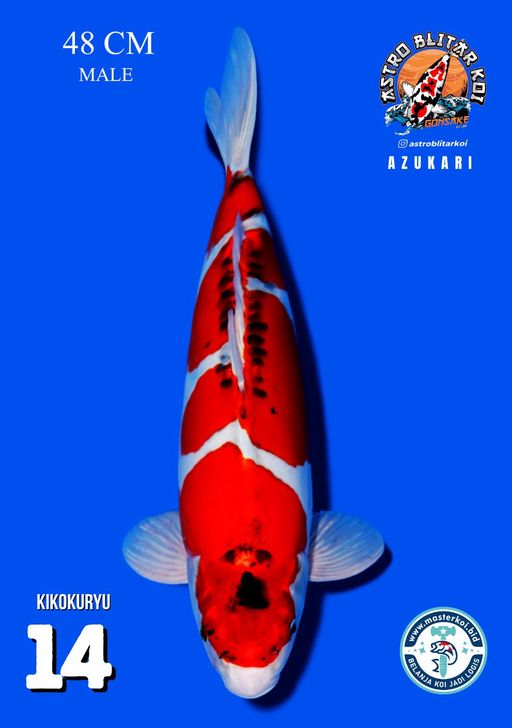 Lelang Koi Online, Jual Beli Ikan Koi, Pusat Jual Beli Koi, Info Lelang Koi Hari Ini, Platform Jual Beli Koi, Jual Beli Ikan Koi Online, Marketplace Ikan Koi, Jual Koi Terbaik, Tempat Beli Koi Berkualitas, Pasar Ikan Koi Online Terpercaya, Penjual Ikan Koi Terpercaya, Beli Koi Hias Online, Ikan Koi untuk Dijual, Koi Kualitas Terbaik, Toko Online Ikan Koi, Koi Hias Untuk Dijual, Jual Beli Ikan Koi Lokal, Koi Indonesia Online, Pusat Jual Beli Koi Terbesar