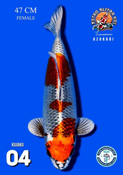 Lelang Koi Online, Jual Beli Ikan Koi, Pusat Jual Beli Koi, Info Lelang Koi Hari Ini, Platform Jual Beli Koi, Jual Beli Ikan Koi Online, Marketplace Ikan Koi, Jual Koi Terbaik, Tempat Beli Koi Berkualitas, Pasar Ikan Koi Online Terpercaya, Penjual Ikan Koi Terpercaya, Beli Koi Hias Online, Ikan Koi untuk Dijual, Koi Kualitas Terbaik, Toko Online Ikan Koi, Koi Hias Untuk Dijual, Jual Beli Ikan Koi Lokal, Koi Indonesia Online, Pusat Jual Beli Koi Terbesar