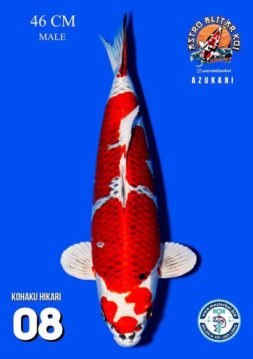 Lelang Koi Online, Jual Beli Ikan Koi, Pusat Jual Beli Koi, Info Lelang Koi Hari Ini, Platform Jual Beli Koi, Jual Beli Ikan Koi Online, Marketplace Ikan Koi, Jual Koi Terbaik, Tempat Beli Koi Berkualitas, Pasar Ikan Koi Online Terpercaya, Penjual Ikan Koi Terpercaya, Beli Koi Hias Online, Ikan Koi untuk Dijual, Koi Kualitas Terbaik, Toko Online Ikan Koi, Koi Hias Untuk Dijual, Jual Beli Ikan Koi Lokal, Koi Indonesia Online, Pusat Jual Beli Koi Terbesar
