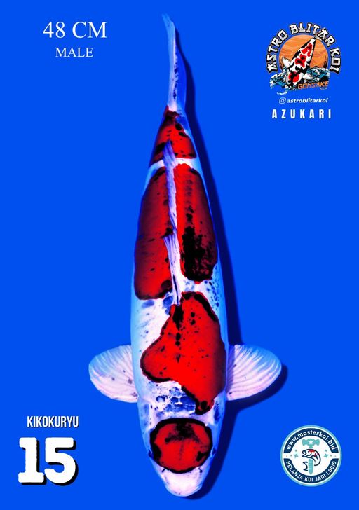 Lelang Koi Online, Jual Beli Ikan Koi, Pusat Jual Beli Koi, Info Lelang Koi Hari Ini, Platform Jual Beli Koi, Jual Beli Ikan Koi Online, Marketplace Ikan Koi, Jual Koi Terbaik, Tempat Beli Koi Berkualitas, Pasar Ikan Koi Online Terpercaya, Penjual Ikan Koi Terpercaya, Beli Koi Hias Online, Ikan Koi untuk Dijual, Koi Kualitas Terbaik, Toko Online Ikan Koi, Koi Hias Untuk Dijual, Jual Beli Ikan Koi Lokal, Koi Indonesia Online, Pusat Jual Beli Koi Terbesar