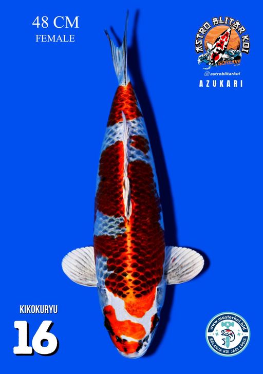 Lelang Koi Online, Jual Beli Ikan Koi, Pusat Jual Beli Koi, Info Lelang Koi Hari Ini, Platform Jual Beli Koi, Jual Beli Ikan Koi Online, Marketplace Ikan Koi, Jual Koi Terbaik, Tempat Beli Koi Berkualitas, Pasar Ikan Koi Online Terpercaya, Penjual Ikan Koi Terpercaya, Beli Koi Hias Online, Ikan Koi untuk Dijual, Koi Kualitas Terbaik, Toko Online Ikan Koi, Koi Hias Untuk Dijual, Jual Beli Ikan Koi Lokal, Koi Indonesia Online, Pusat Jual Beli Koi Terbesar