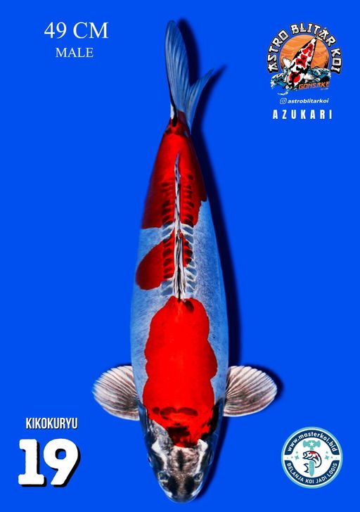 Lelang Koi Online, Jual Beli Ikan Koi, Pusat Jual Beli Koi, Info Lelang Koi Hari Ini, Platform Jual Beli Koi, Jual Beli Ikan Koi Online, Marketplace Ikan Koi, Jual Koi Terbaik, Tempat Beli Koi Berkualitas, Pasar Ikan Koi Online Terpercaya, Penjual Ikan Koi Terpercaya, Beli Koi Hias Online, Ikan Koi untuk Dijual, Koi Kualitas Terbaik, Toko Online Ikan Koi, Koi Hias Untuk Dijual, Jual Beli Ikan Koi Lokal, Koi Indonesia Online, Pusat Jual Beli Koi Terbesar