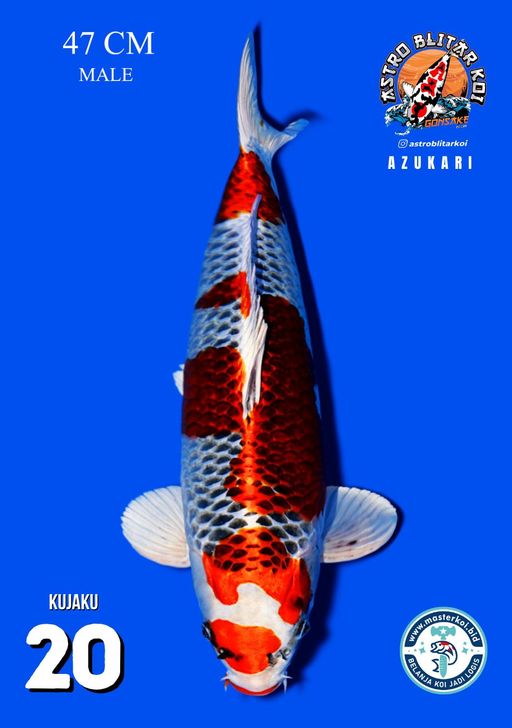 Lelang Koi Online, Jual Beli Ikan Koi, Pusat Jual Beli Koi, Info Lelang Koi Hari Ini, Platform Jual Beli Koi, Jual Beli Ikan Koi Online, Marketplace Ikan Koi, Jual Koi Terbaik, Tempat Beli Koi Berkualitas, Pasar Ikan Koi Online Terpercaya, Penjual Ikan Koi Terpercaya, Beli Koi Hias Online, Ikan Koi untuk Dijual, Koi Kualitas Terbaik, Toko Online Ikan Koi, Koi Hias Untuk Dijual, Jual Beli Ikan Koi Lokal, Koi Indonesia Online, Pusat Jual Beli Koi Terbesar