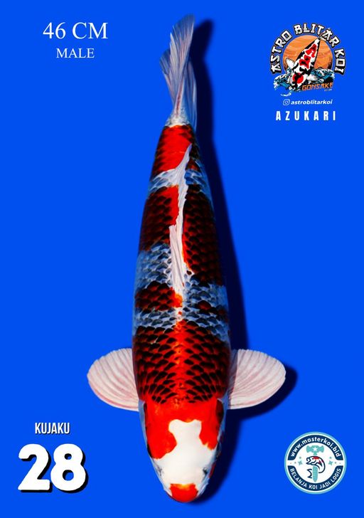 Lelang Koi Online, Jual Beli Ikan Koi, Pusat Jual Beli Koi, Info Lelang Koi Hari Ini, Platform Jual Beli Koi, Jual Beli Ikan Koi Online, Marketplace Ikan Koi, Jual Koi Terbaik, Tempat Beli Koi Berkualitas, Pasar Ikan Koi Online Terpercaya, Penjual Ikan Koi Terpercaya, Beli Koi Hias Online, Ikan Koi untuk Dijual, Koi Kualitas Terbaik, Toko Online Ikan Koi, Koi Hias Untuk Dijual, Jual Beli Ikan Koi Lokal, Koi Indonesia Online, Pusat Jual Beli Koi Terbesar