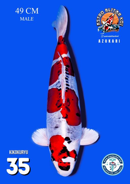 Lelang Koi Online, Jual Beli Ikan Koi, Pusat Jual Beli Koi, Info Lelang Koi Hari Ini, Platform Jual Beli Koi, Jual Beli Ikan Koi Online, Marketplace Ikan Koi, Jual Koi Terbaik, Tempat Beli Koi Berkualitas, Pasar Ikan Koi Online Terpercaya, Penjual Ikan Koi Terpercaya, Beli Koi Hias Online, Ikan Koi untuk Dijual, Koi Kualitas Terbaik, Toko Online Ikan Koi, Koi Hias Untuk Dijual, Jual Beli Ikan Koi Lokal, Koi Indonesia Online, Pusat Jual Beli Koi Terbesar