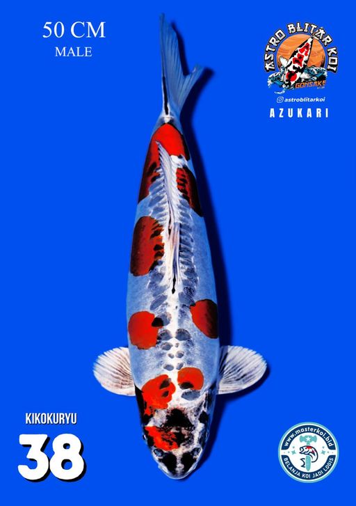 Lelang Koi Online, Jual Beli Ikan Koi, Pusat Jual Beli Koi, Info Lelang Koi Hari Ini, Platform Jual Beli Koi, Jual Beli Ikan Koi Online, Marketplace Ikan Koi, Jual Koi Terbaik, Tempat Beli Koi Berkualitas, Pasar Ikan Koi Online Terpercaya, Penjual Ikan Koi Terpercaya, Beli Koi Hias Online, Ikan Koi untuk Dijual, Koi Kualitas Terbaik, Toko Online Ikan Koi, Koi Hias Untuk Dijual, Jual Beli Ikan Koi Lokal, Koi Indonesia Online, Pusat Jual Beli Koi Terbesar