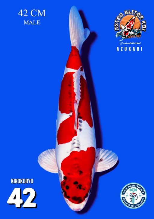 Lelang Koi Online, Jual Beli Ikan Koi, Pusat Jual Beli Koi, Info Lelang Koi Hari Ini, Platform Jual Beli Koi, Jual Beli Ikan Koi Online, Marketplace Ikan Koi, Jual Koi Terbaik, Tempat Beli Koi Berkualitas, Pasar Ikan Koi Online Terpercaya, Penjual Ikan Koi Terpercaya, Beli Koi Hias Online, Ikan Koi untuk Dijual, Koi Kualitas Terbaik, Toko Online Ikan Koi, Koi Hias Untuk Dijual, Jual Beli Ikan Koi Lokal, Koi Indonesia Online, Pusat Jual Beli Koi Terbesar