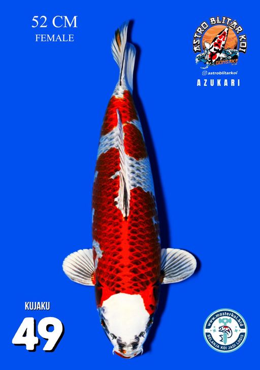 Lelang Koi Online, Jual Beli Ikan Koi, Pusat Jual Beli Koi, Info Lelang Koi Hari Ini, Platform Jual Beli Koi, Jual Beli Ikan Koi Online, Marketplace Ikan Koi, Jual Koi Terbaik, Tempat Beli Koi Berkualitas, Pasar Ikan Koi Online Terpercaya, Penjual Ikan Koi Terpercaya, Beli Koi Hias Online, Ikan Koi untuk Dijual, Koi Kualitas Terbaik, Toko Online Ikan Koi, Koi Hias Untuk Dijual, Jual Beli Ikan Koi Lokal, Koi Indonesia Online, Pusat Jual Beli Koi Terbesar