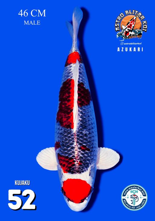 Lelang Koi Online, Jual Beli Ikan Koi, Pusat Jual Beli Koi, Info Lelang Koi Hari Ini, Platform Jual Beli Koi, Jual Beli Ikan Koi Online, Marketplace Ikan Koi, Jual Koi Terbaik, Tempat Beli Koi Berkualitas, Pasar Ikan Koi Online Terpercaya, Penjual Ikan Koi Terpercaya, Beli Koi Hias Online, Ikan Koi untuk Dijual, Koi Kualitas Terbaik, Toko Online Ikan Koi, Koi Hias Untuk Dijual, Jual Beli Ikan Koi Lokal, Koi Indonesia Online, Pusat Jual Beli Koi Terbesar