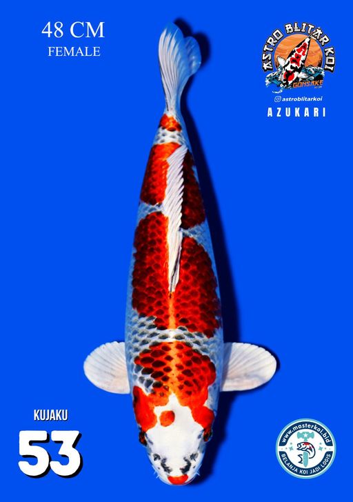 Lelang Koi Online, Jual Beli Ikan Koi, Pusat Jual Beli Koi, Info Lelang Koi Hari Ini, Platform Jual Beli Koi, Jual Beli Ikan Koi Online, Marketplace Ikan Koi, Jual Koi Terbaik, Tempat Beli Koi Berkualitas, Pasar Ikan Koi Online Terpercaya, Penjual Ikan Koi Terpercaya, Beli Koi Hias Online, Ikan Koi untuk Dijual, Koi Kualitas Terbaik, Toko Online Ikan Koi, Koi Hias Untuk Dijual, Jual Beli Ikan Koi Lokal, Koi Indonesia Online, Pusat Jual Beli Koi Terbesar