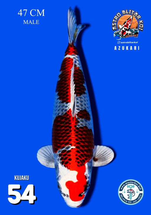 Lelang Koi Online, Jual Beli Ikan Koi, Pusat Jual Beli Koi, Info Lelang Koi Hari Ini, Platform Jual Beli Koi, Jual Beli Ikan Koi Online, Marketplace Ikan Koi, Jual Koi Terbaik, Tempat Beli Koi Berkualitas, Pasar Ikan Koi Online Terpercaya, Penjual Ikan Koi Terpercaya, Beli Koi Hias Online, Ikan Koi untuk Dijual, Koi Kualitas Terbaik, Toko Online Ikan Koi, Koi Hias Untuk Dijual, Jual Beli Ikan Koi Lokal, Koi Indonesia Online, Pusat Jual Beli Koi Terbesar