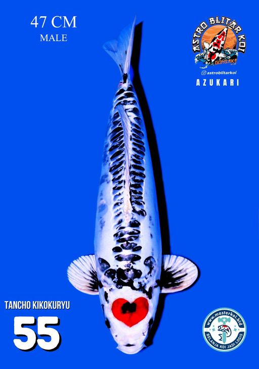 Lelang Koi Online, Jual Beli Ikan Koi, Pusat Jual Beli Koi, Info Lelang Koi Hari Ini, Platform Jual Beli Koi, Jual Beli Ikan Koi Online, Marketplace Ikan Koi, Jual Koi Terbaik, Tempat Beli Koi Berkualitas, Pasar Ikan Koi Online Terpercaya, Penjual Ikan Koi Terpercaya, Beli Koi Hias Online, Ikan Koi untuk Dijual, Koi Kualitas Terbaik, Toko Online Ikan Koi, Koi Hias Untuk Dijual, Jual Beli Ikan Koi Lokal, Koi Indonesia Online, Pusat Jual Beli Koi Terbesar