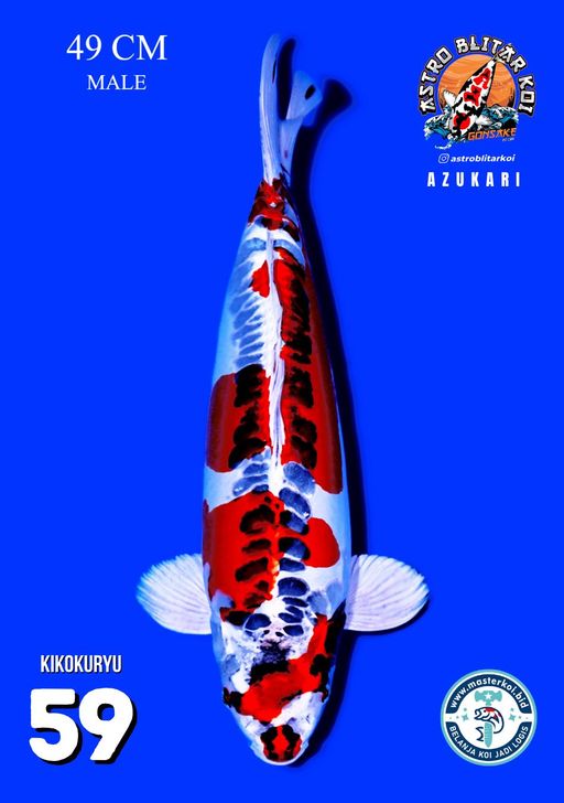 Lelang Koi Online, Jual Beli Ikan Koi, Pusat Jual Beli Koi, Info Lelang Koi Hari Ini, Platform Jual Beli Koi, Jual Beli Ikan Koi Online, Marketplace Ikan Koi, Jual Koi Terbaik, Tempat Beli Koi Berkualitas, Pasar Ikan Koi Online Terpercaya, Penjual Ikan Koi Terpercaya, Beli Koi Hias Online, Ikan Koi untuk Dijual, Koi Kualitas Terbaik, Toko Online Ikan Koi, Koi Hias Untuk Dijual, Jual Beli Ikan Koi Lokal, Koi Indonesia Online, Pusat Jual Beli Koi Terbesar