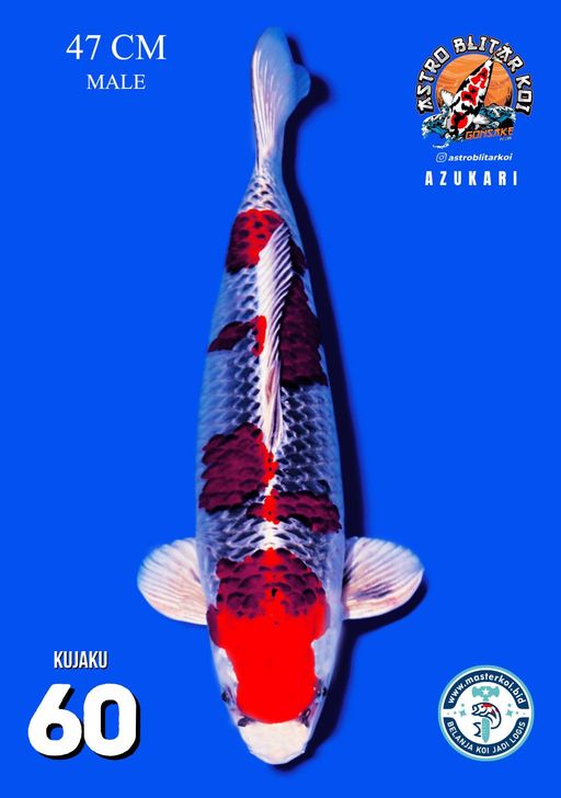 Lelang Koi Online, Jual Beli Ikan Koi, Pusat Jual Beli Koi, Info Lelang Koi Hari Ini, Platform Jual Beli Koi, Jual Beli Ikan Koi Online, Marketplace Ikan Koi, Jual Koi Terbaik, Tempat Beli Koi Berkualitas, Pasar Ikan Koi Online Terpercaya, Penjual Ikan Koi Terpercaya, Beli Koi Hias Online, Ikan Koi untuk Dijual, Koi Kualitas Terbaik, Toko Online Ikan Koi, Koi Hias Untuk Dijual, Jual Beli Ikan Koi Lokal, Koi Indonesia Online, Pusat Jual Beli Koi Terbesar