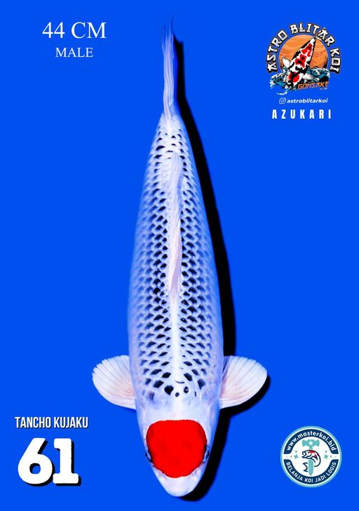 Lelang Koi Online, Jual Beli Ikan Koi, Pusat Jual Beli Koi, Info Lelang Koi Hari Ini, Platform Jual Beli Koi, Jual Beli Ikan Koi Online, Marketplace Ikan Koi, Jual Koi Terbaik, Tempat Beli Koi Berkualitas, Pasar Ikan Koi Online Terpercaya, Penjual Ikan Koi Terpercaya, Beli Koi Hias Online, Ikan Koi untuk Dijual, Koi Kualitas Terbaik, Toko Online Ikan Koi, Koi Hias Untuk Dijual, Jual Beli Ikan Koi Lokal, Koi Indonesia Online, Pusat Jual Beli Koi Terbesar