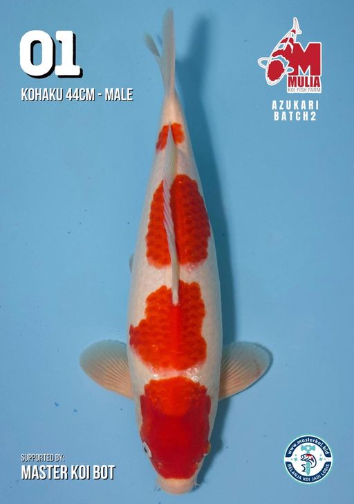 Lelang Koi Online, Jual Beli Ikan Koi, Pusat Jual Beli Koi, Info Lelang Koi Hari Ini, Platform Jual Beli Koi, Jual Beli Ikan Koi Online, Marketplace Ikan Koi, Jual Koi Terbaik, Tempat Beli Koi Berkualitas, Pasar Ikan Koi Online Terpercaya, Penjual Ikan Koi Terpercaya, Beli Koi Hias Online, Ikan Koi untuk Dijual, Koi Kualitas Terbaik, Toko Online Ikan Koi, Koi Hias Untuk Dijual, Jual Beli Ikan Koi Lokal, Koi Indonesia Online, Pusat Jual Beli Koi Terbesar