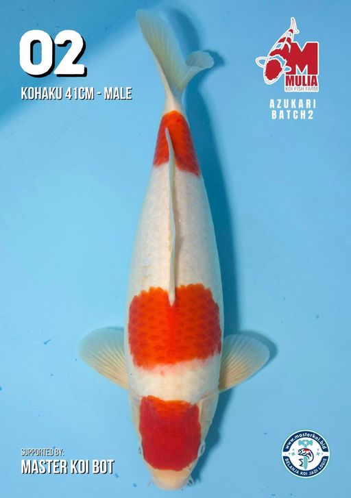 Lelang Koi Online, Jual Beli Ikan Koi, Pusat Jual Beli Koi, Info Lelang Koi Hari Ini, Platform Jual Beli Koi, Jual Beli Ikan Koi Online, Marketplace Ikan Koi, Jual Koi Terbaik, Tempat Beli Koi Berkualitas, Pasar Ikan Koi Online Terpercaya, Penjual Ikan Koi Terpercaya, Beli Koi Hias Online, Ikan Koi untuk Dijual, Koi Kualitas Terbaik, Toko Online Ikan Koi, Koi Hias Untuk Dijual, Jual Beli Ikan Koi Lokal, Koi Indonesia Online, Pusat Jual Beli Koi Terbesar