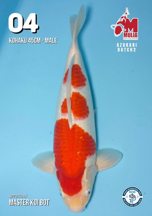 Lelang Koi Online, Jual Beli Ikan Koi, Pusat Jual Beli Koi, Info Lelang Koi Hari Ini, Platform Jual Beli Koi, Jual Beli Ikan Koi Online, Marketplace Ikan Koi, Jual Koi Terbaik, Tempat Beli Koi Berkualitas, Pasar Ikan Koi Online Terpercaya, Penjual Ikan Koi Terpercaya, Beli Koi Hias Online, Ikan Koi untuk Dijual, Koi Kualitas Terbaik, Toko Online Ikan Koi, Koi Hias Untuk Dijual, Jual Beli Ikan Koi Lokal, Koi Indonesia Online, Pusat Jual Beli Koi Terbesar