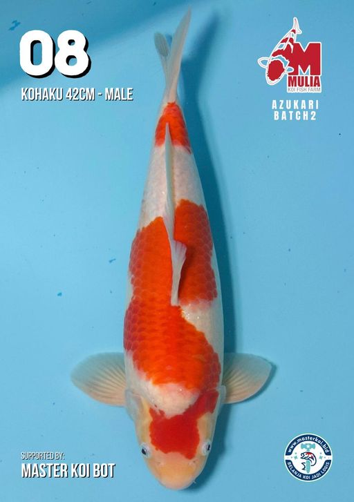 Lelang Koi Online, Jual Beli Ikan Koi, Pusat Jual Beli Koi, Info Lelang Koi Hari Ini, Platform Jual Beli Koi, Jual Beli Ikan Koi Online, Marketplace Ikan Koi, Jual Koi Terbaik, Tempat Beli Koi Berkualitas, Pasar Ikan Koi Online Terpercaya, Penjual Ikan Koi Terpercaya, Beli Koi Hias Online, Ikan Koi untuk Dijual, Koi Kualitas Terbaik, Toko Online Ikan Koi, Koi Hias Untuk Dijual, Jual Beli Ikan Koi Lokal, Koi Indonesia Online, Pusat Jual Beli Koi Terbesar