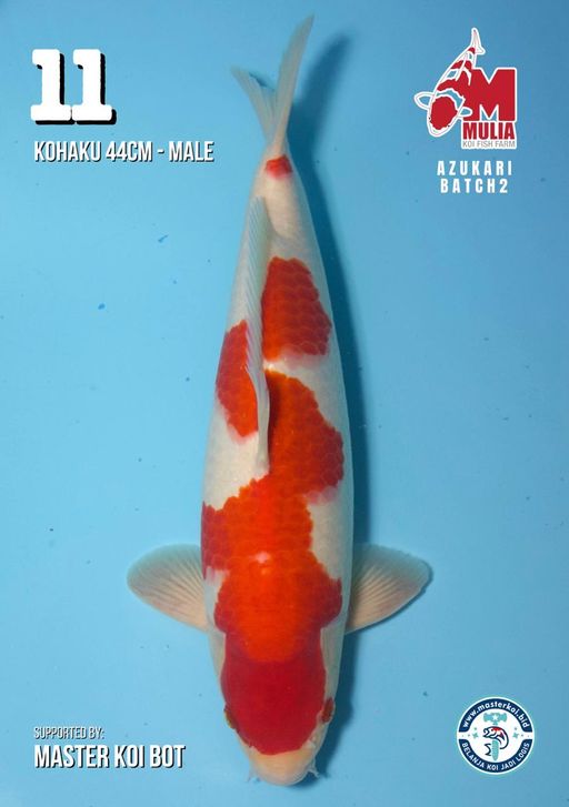 Lelang Koi Online, Jual Beli Ikan Koi, Pusat Jual Beli Koi, Info Lelang Koi Hari Ini, Platform Jual Beli Koi, Jual Beli Ikan Koi Online, Marketplace Ikan Koi, Jual Koi Terbaik, Tempat Beli Koi Berkualitas, Pasar Ikan Koi Online Terpercaya, Penjual Ikan Koi Terpercaya, Beli Koi Hias Online, Ikan Koi untuk Dijual, Koi Kualitas Terbaik, Toko Online Ikan Koi, Koi Hias Untuk Dijual, Jual Beli Ikan Koi Lokal, Koi Indonesia Online, Pusat Jual Beli Koi Terbesar