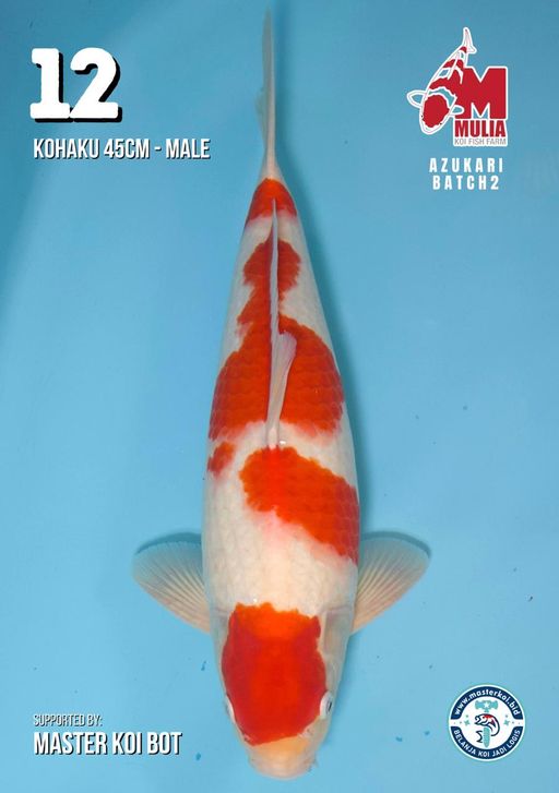 Lelang Koi Online, Jual Beli Ikan Koi, Pusat Jual Beli Koi, Info Lelang Koi Hari Ini, Platform Jual Beli Koi, Jual Beli Ikan Koi Online, Marketplace Ikan Koi, Jual Koi Terbaik, Tempat Beli Koi Berkualitas, Pasar Ikan Koi Online Terpercaya, Penjual Ikan Koi Terpercaya, Beli Koi Hias Online, Ikan Koi untuk Dijual, Koi Kualitas Terbaik, Toko Online Ikan Koi, Koi Hias Untuk Dijual, Jual Beli Ikan Koi Lokal, Koi Indonesia Online, Pusat Jual Beli Koi Terbesar